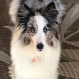 Meet your Posher, Kat